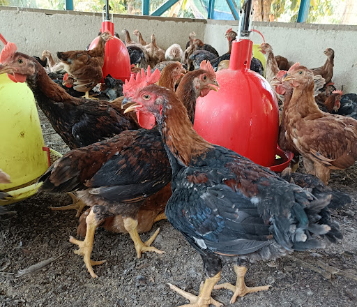 LP POULTRY FARM LP POULTRY FARM