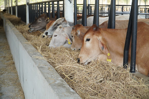 Colla Cattle Farm Sungai Tengas