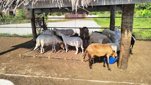 Sheepy Farm & Frozen Distribution (M) Sdn Bhd Sheepy Farm & Frozen Distribution (M) Sdn Bhd