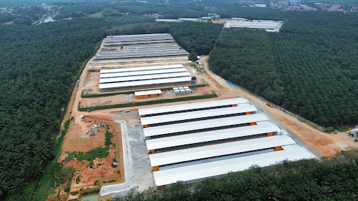 Chuan Hong PULLET (ntsix)