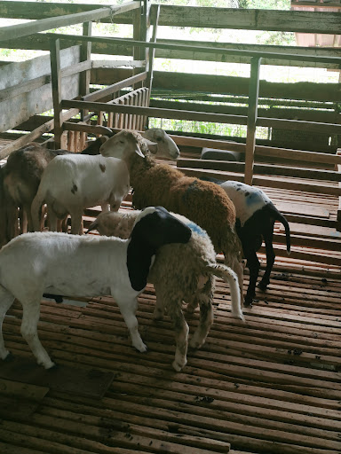 Kandang Kambing @ Menara Rezeki Farm Kandang Kambing @ Menara Rezeki Farm