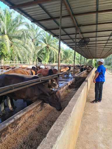 BANTING BEEF FEEDLOT CENTER (M) SDN. BHD. BANTING BEEF FEEDLOT CENTER (M) SDN. BHD.