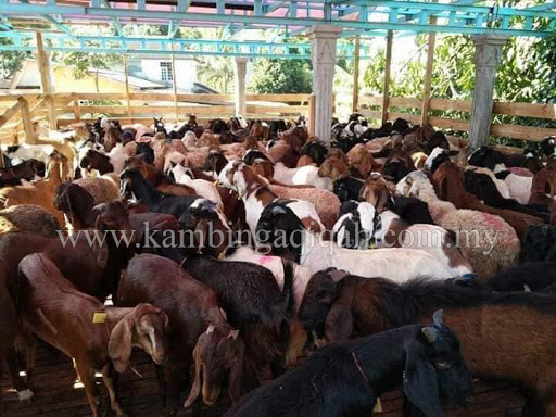 Kambing Aqiqah Murah Pak Wan Kambing Aqiqah Murah Pak Wan