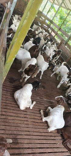 TL Goat Farm TL Goat Farm