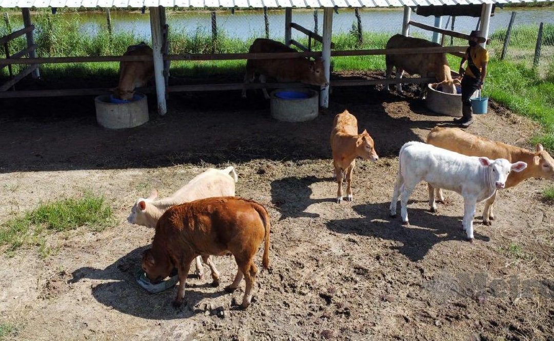 Kandang Lembu SY4 1 kandang lembu sy4