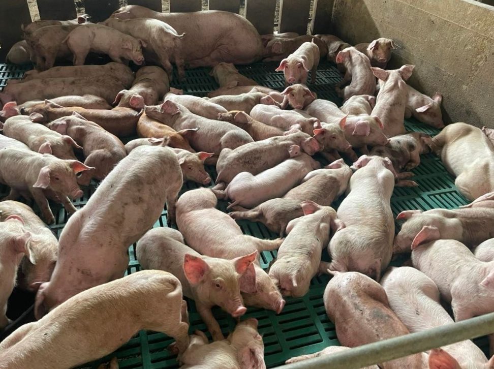 kedai babi terbaik di serendah